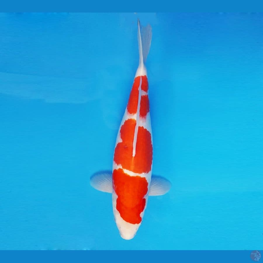 FUJIYAMA 2 - Kohaku 39 cm/fm ®