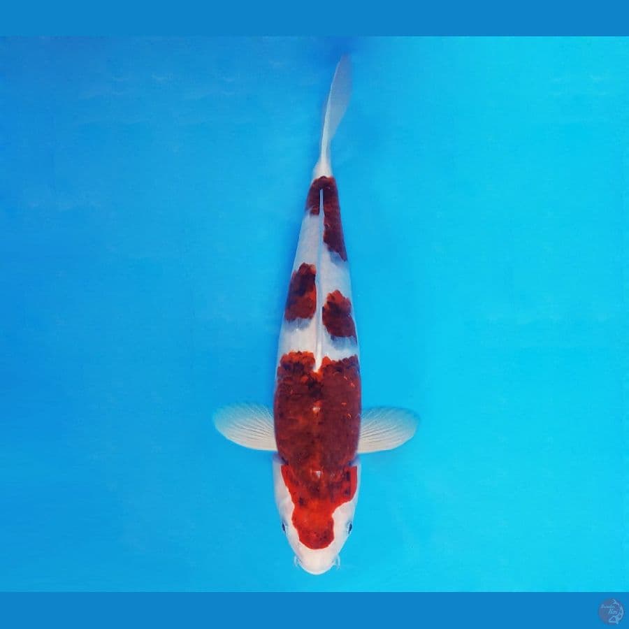 FUJIYAMA 3 - Goromo 40 cm/male ®