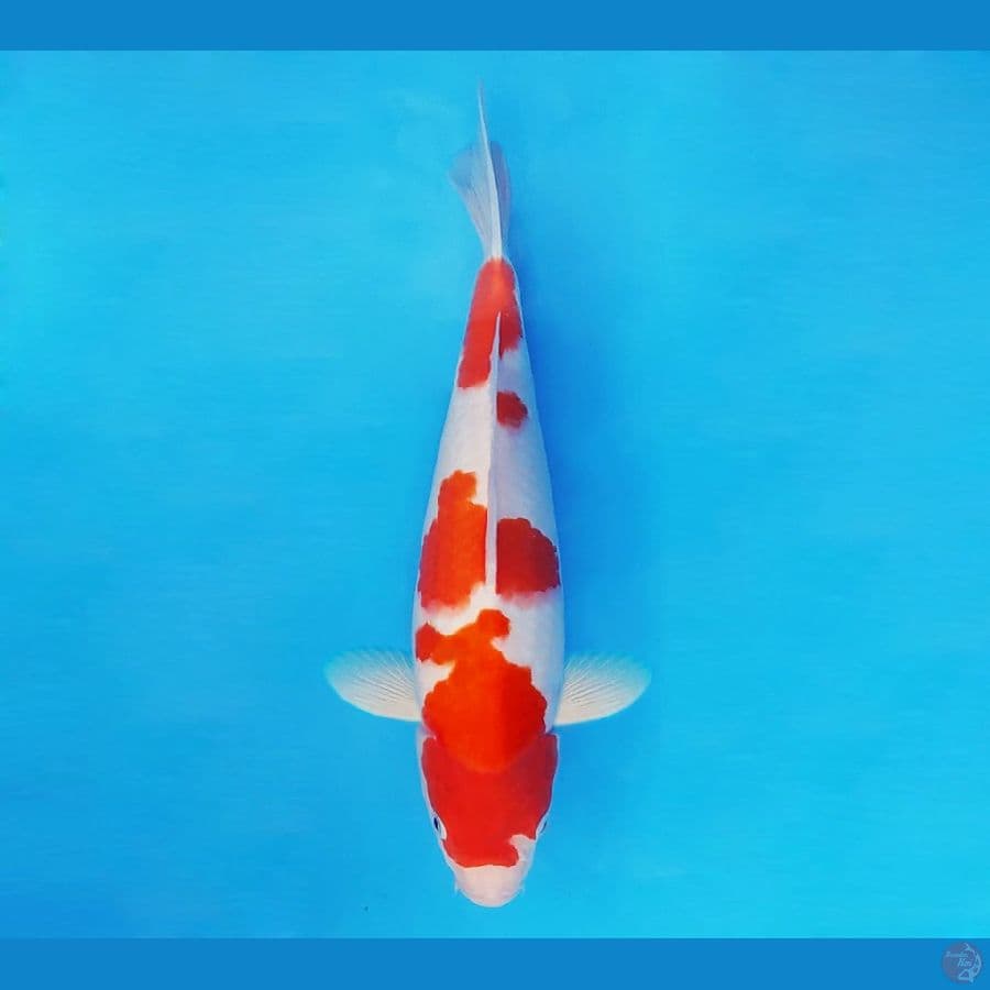 FUJIYAMA 4 - Kohaku 33 cm/male ®