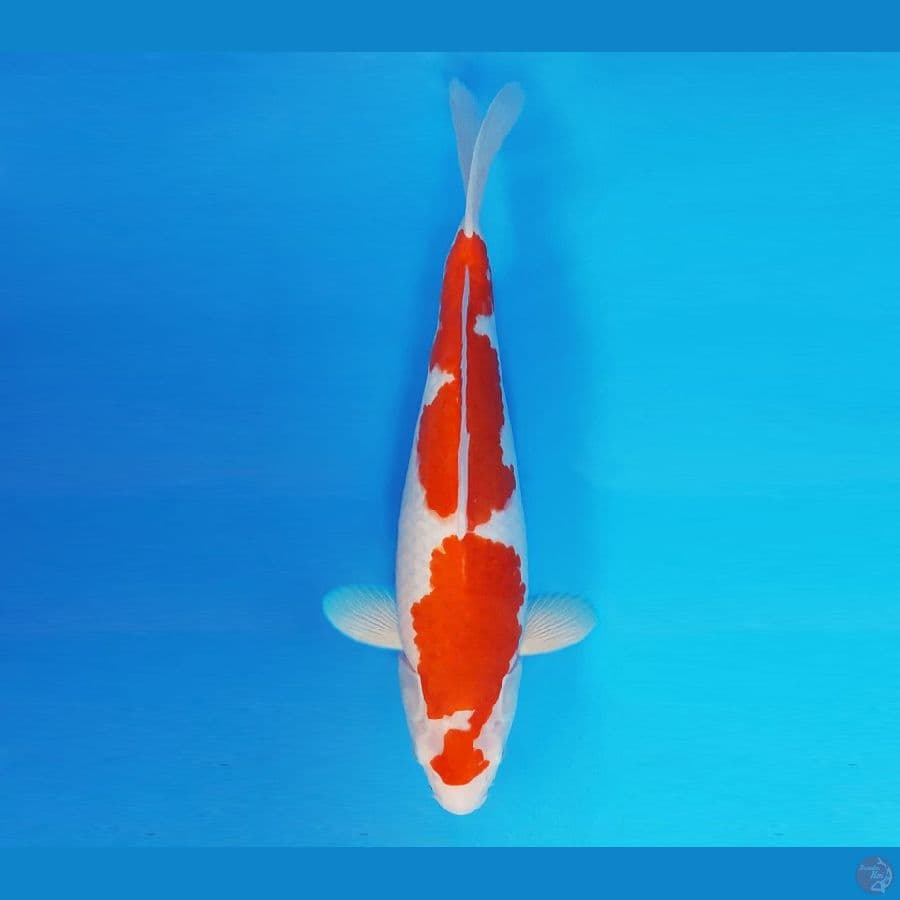 FUJIYAMA 6 - Kohaku 37 cm/fm ®