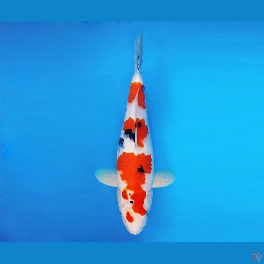 FUJIYAMA 7 - Sanke 35 cm/fm ®