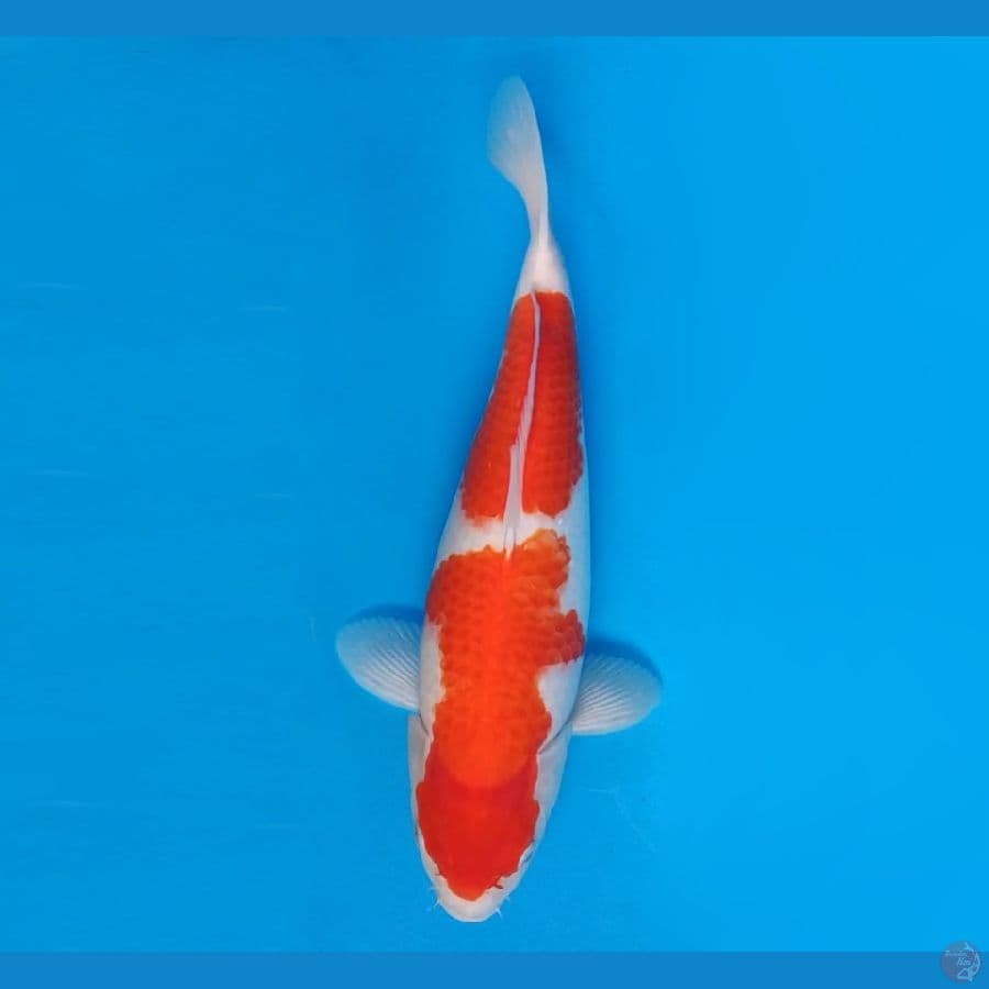 FUJIYAMA 8 - Kohaku 40 cm/fm ®