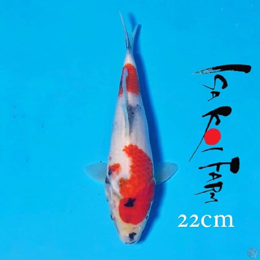 isa showa 22cm