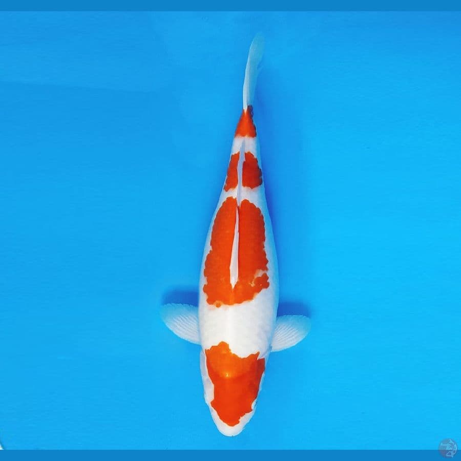 FUJIYAMA 10 - Kohaku 37 cm/fm ®