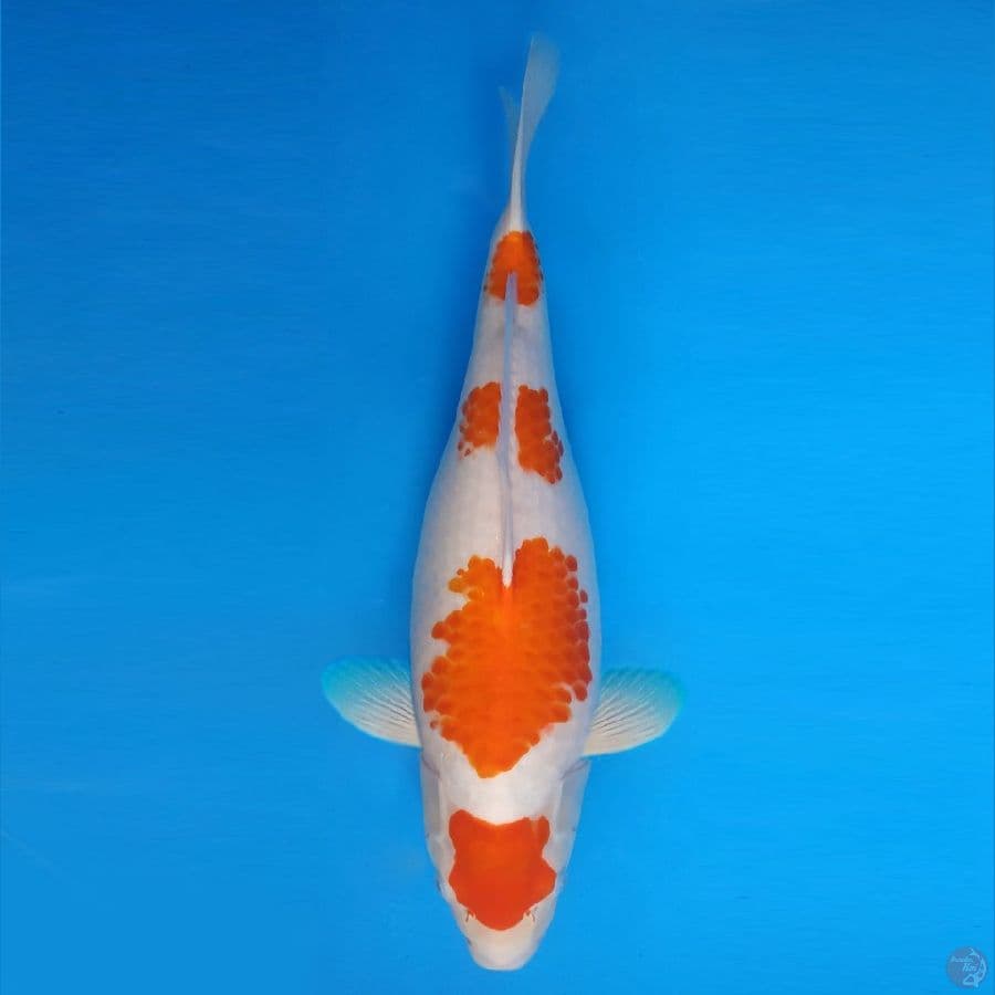 FUJIYAMA 12 - Kohaku 45 cm/fm ®