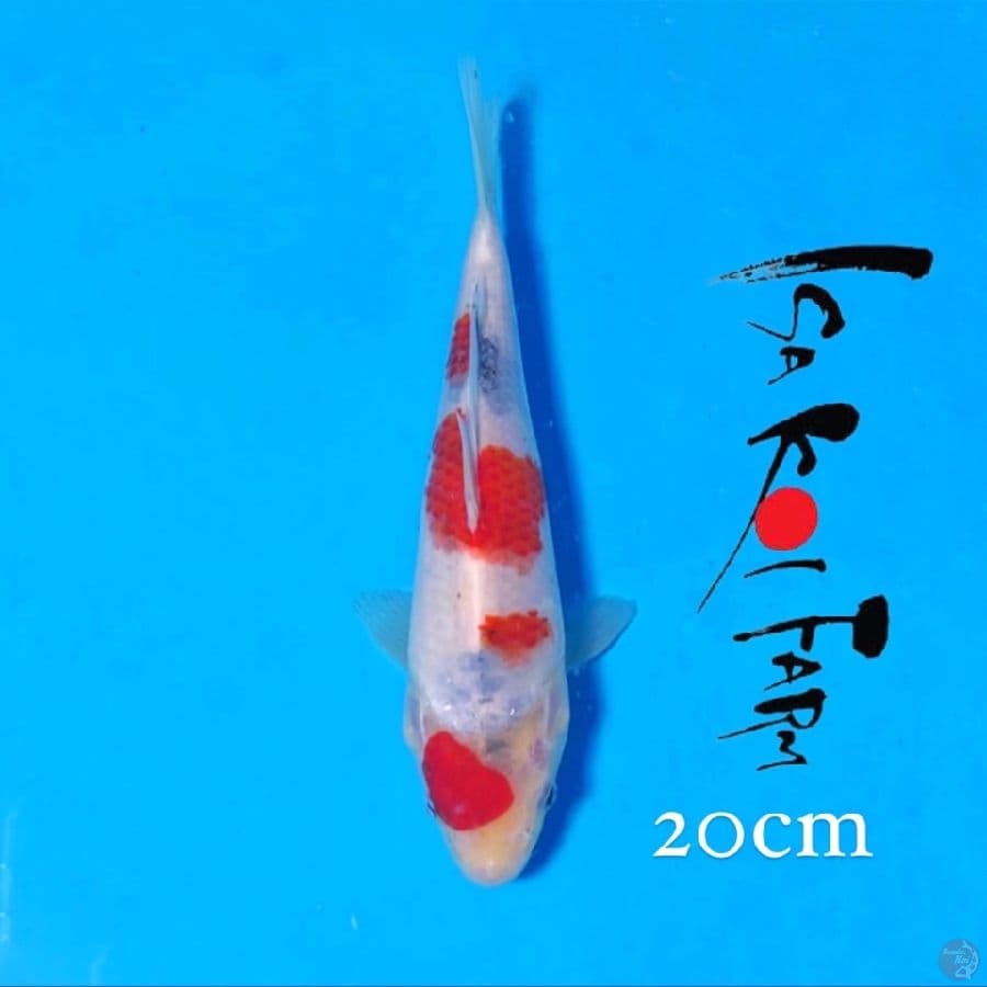 isa showa 20cm