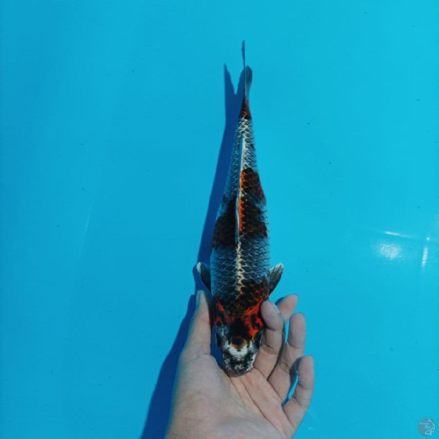 Beni Ginga 29 cm