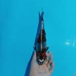 Beni Ginga 29 cm