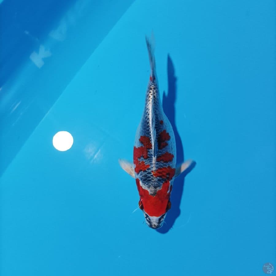 SB kujaku 25 cm
