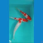 paket 3ekor ±25-28cm