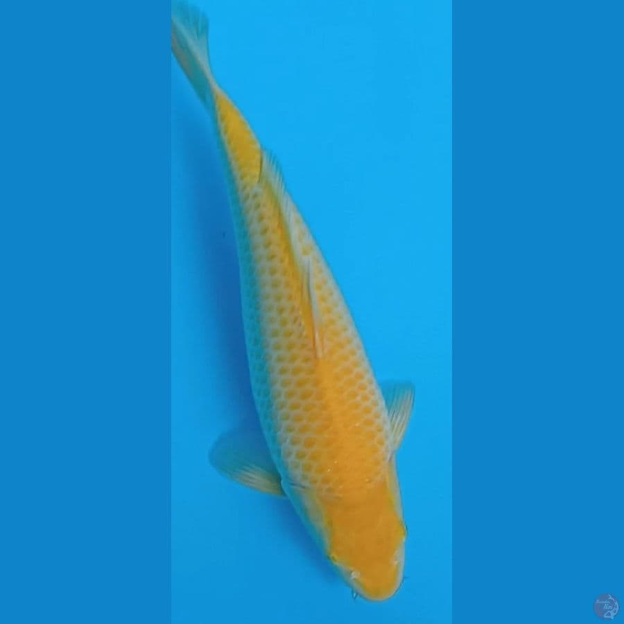 karasi jagung muanis