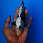 Shiro putih bersih 20cm