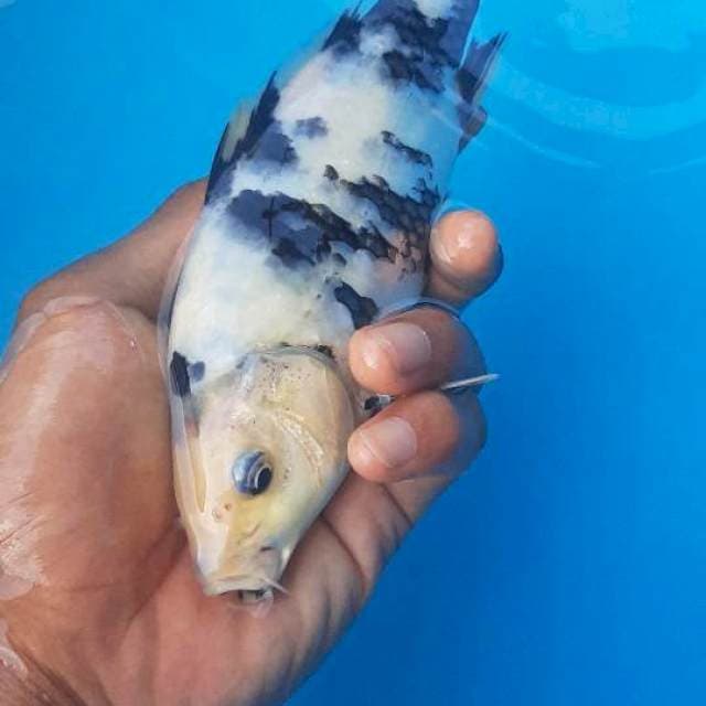 Shiro putih bersih 20cm