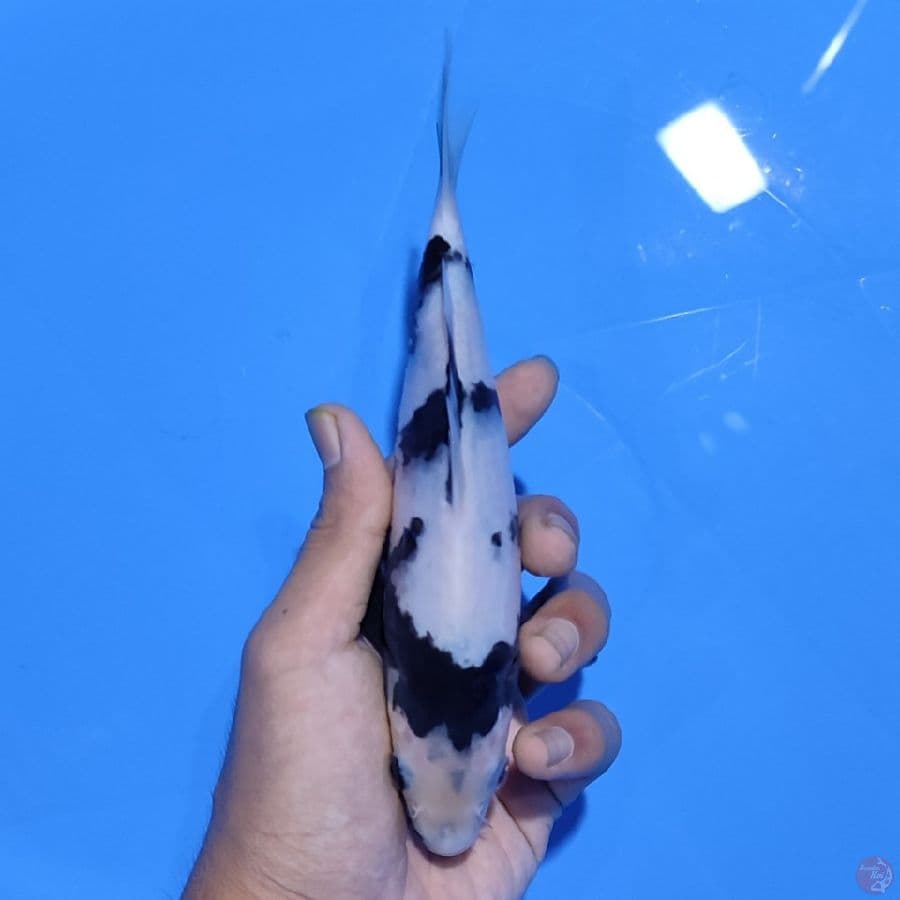 shiro utsuri super putih SQ