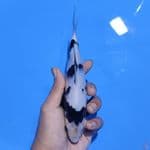 shiro utsuri super putih SQ