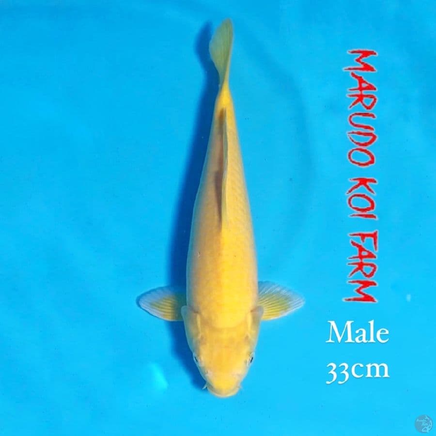 marudo karashi male 33cm 