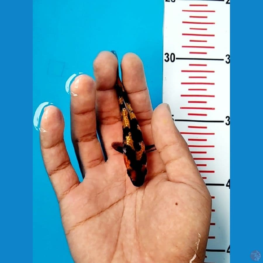 SQ GINRIN METIR 9,5CM