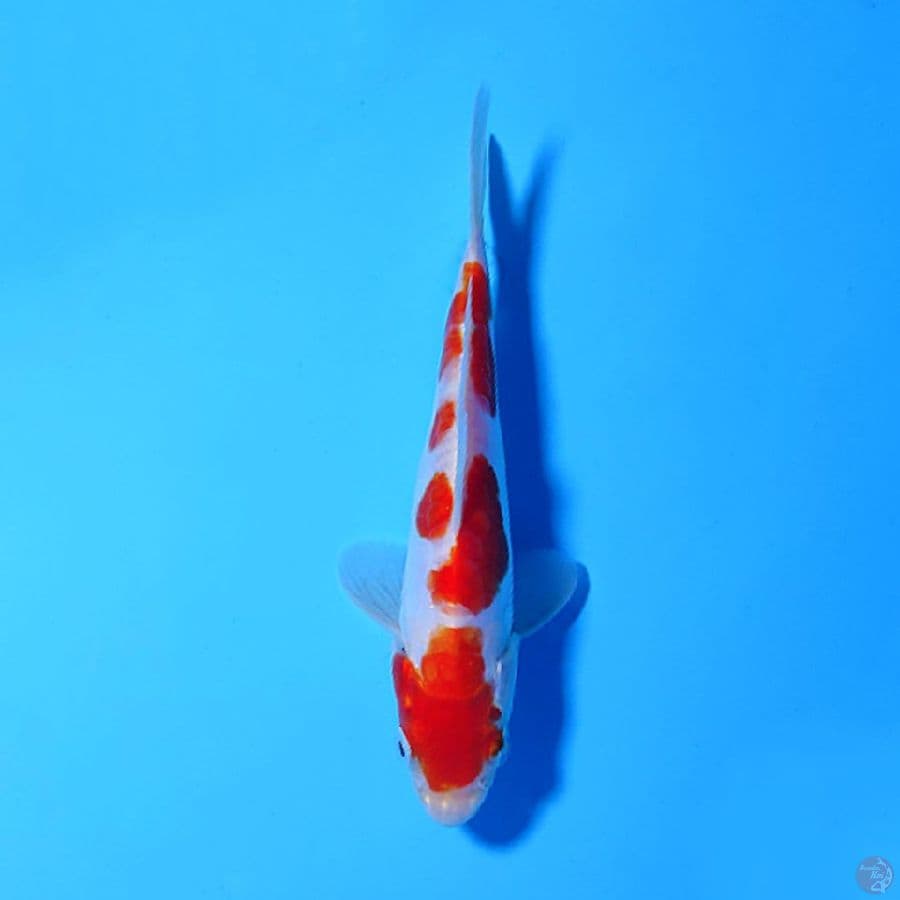 M16CM DOITSU KOHAKU ORI