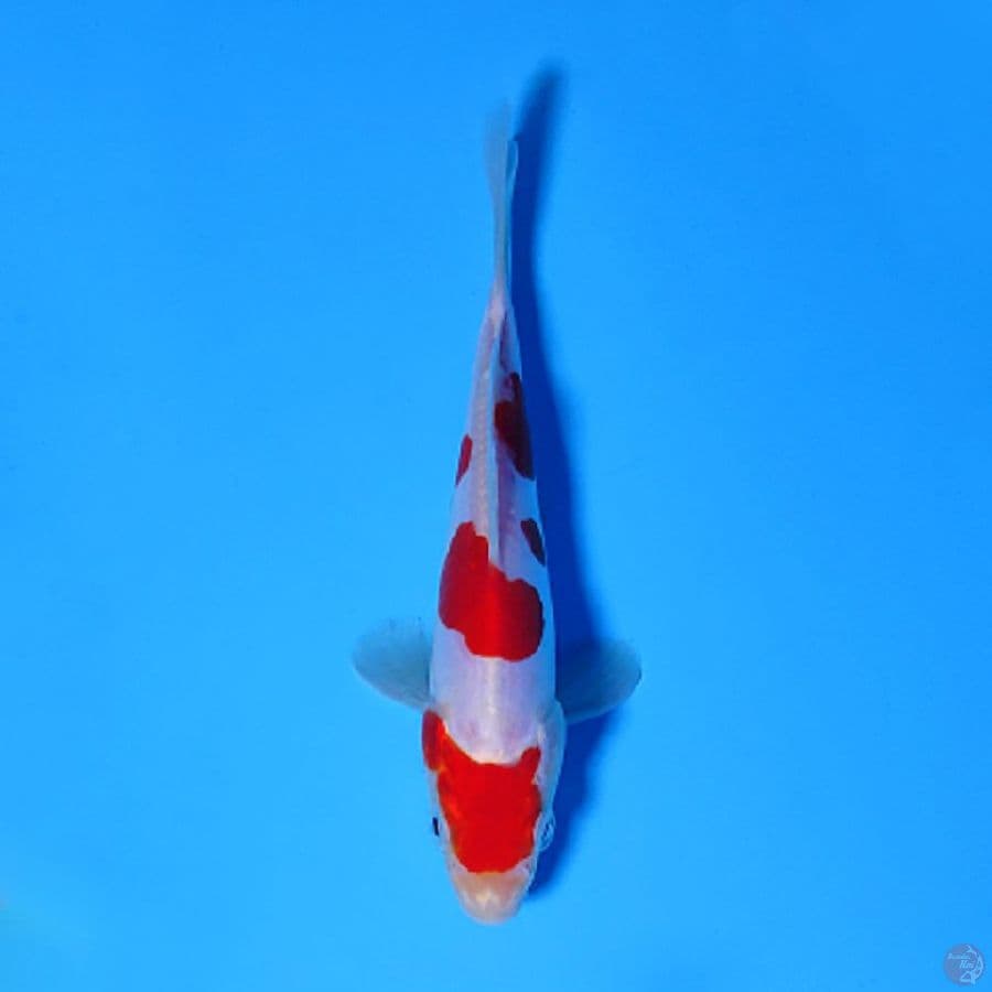 F15CM READY SHOW PURE DOITSU KOHAKU