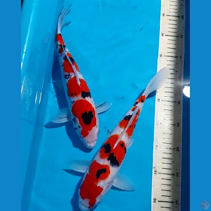 SANKE HQ 31 CM