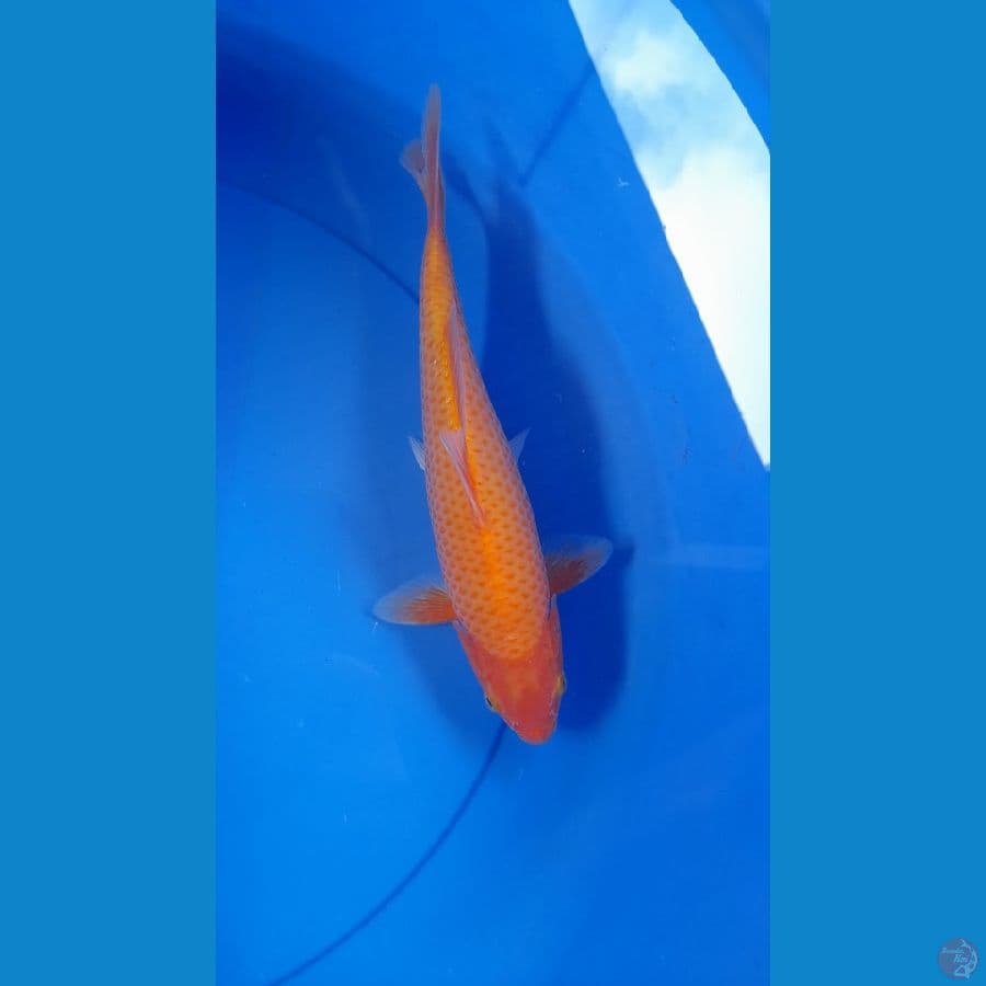 Benigoi merah