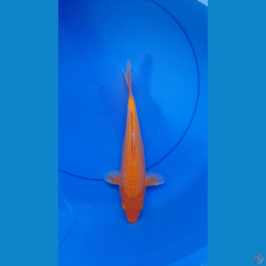 red benigoi