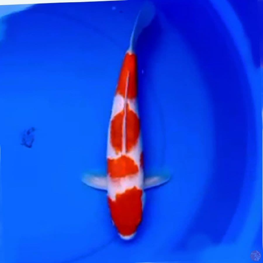 37cm 4STEP KOHAKU