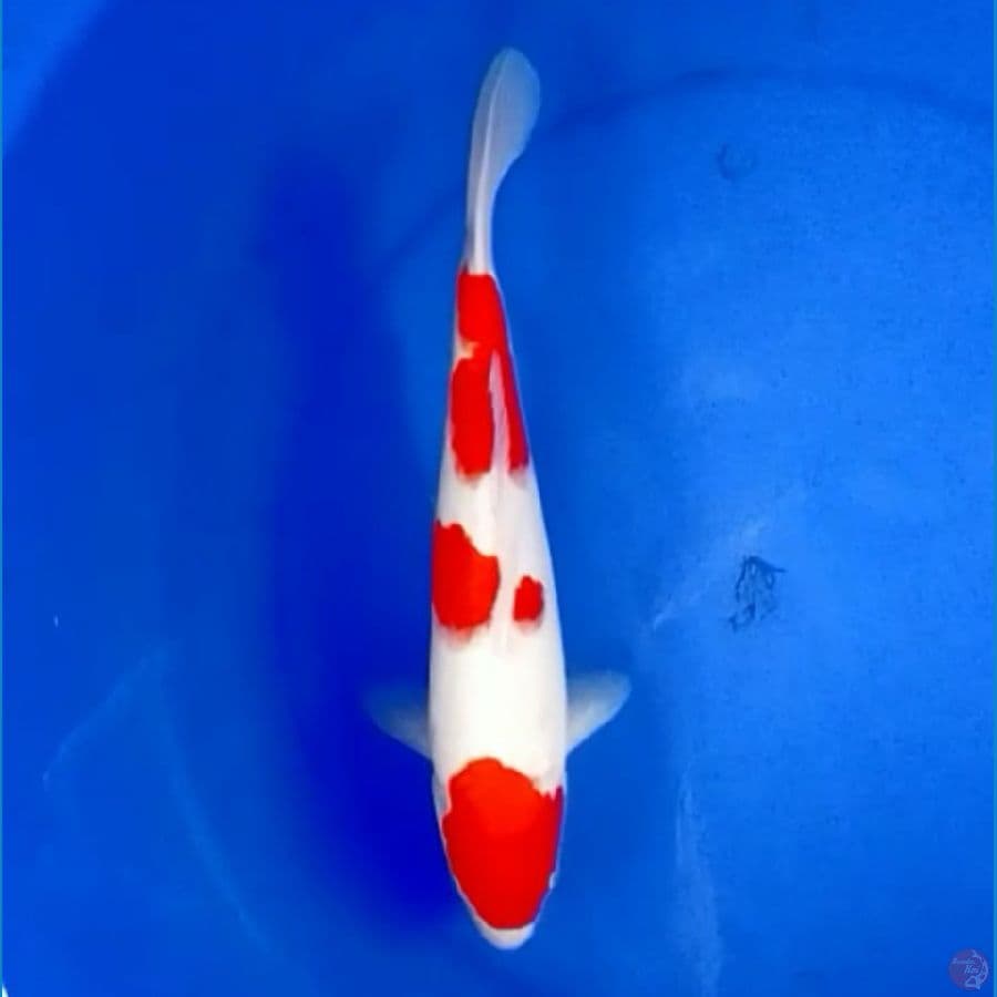35cm KOHAKU RED STRONG 