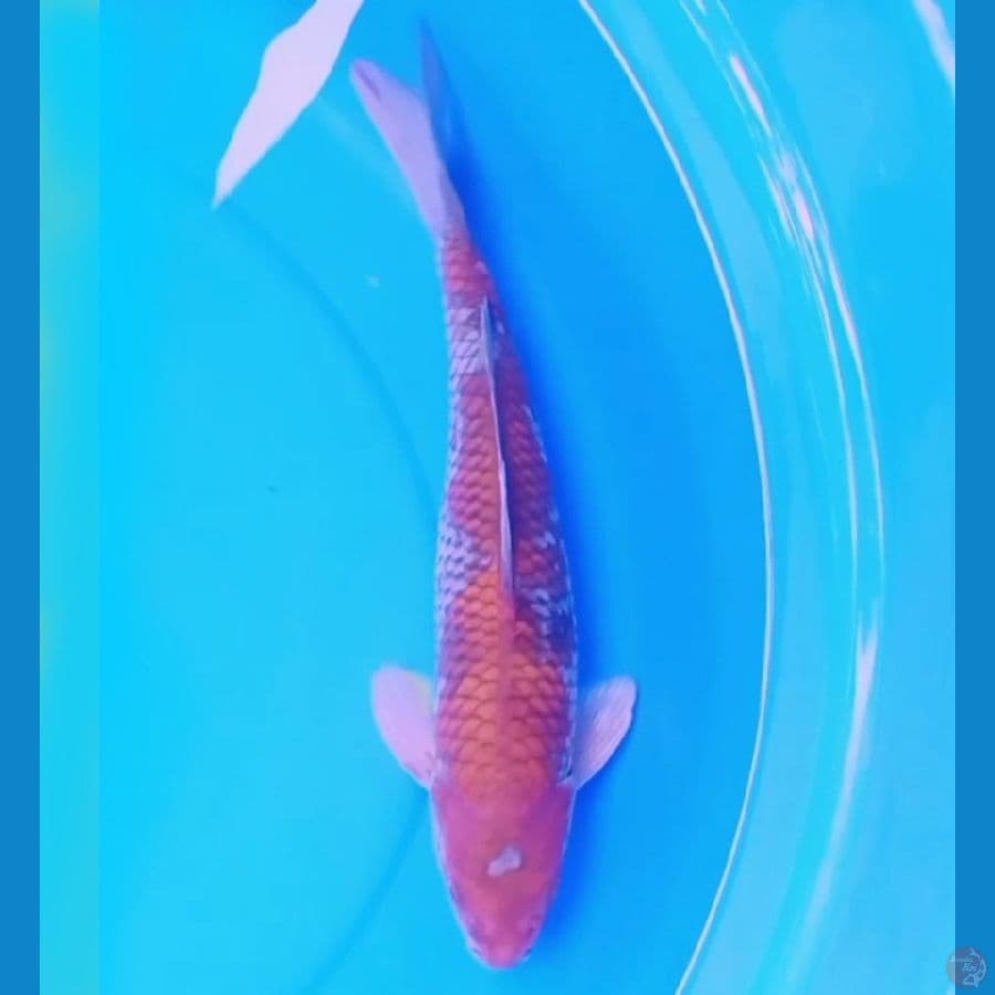 35cm OCHIBA SIGURE