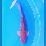 35cm OCHIBA SIGURE