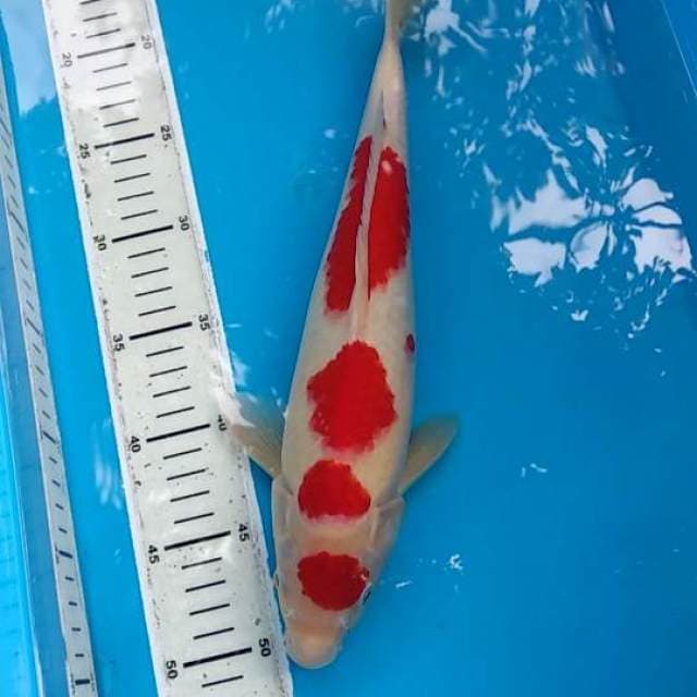 Kohaku originale