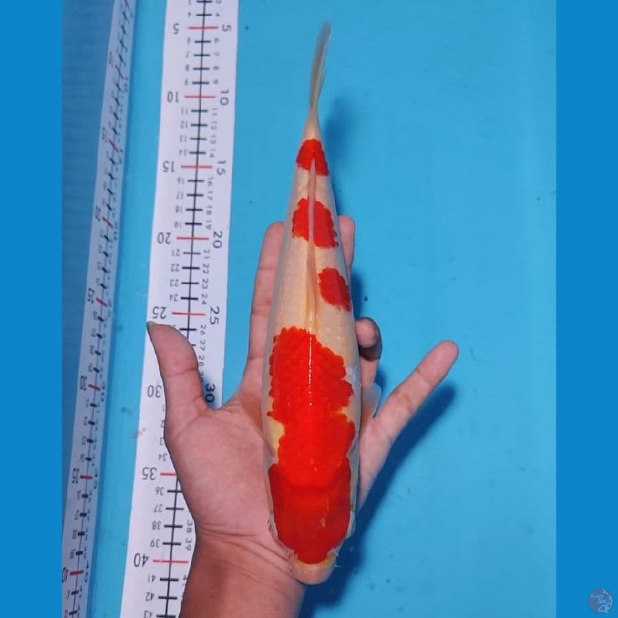 kohaku strong