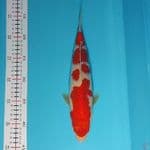kohaku yondan