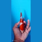 doitsu 15 cm ori 