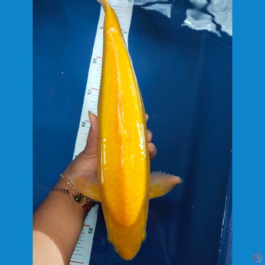 karasi jantan 37cm