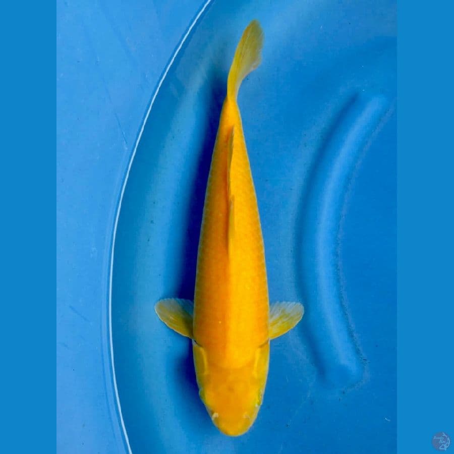 41cm , Red eye - Lemon Karasi Bersih