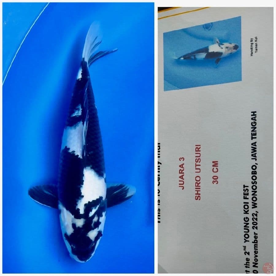 38cm , Serti Shiro Jet Black juara