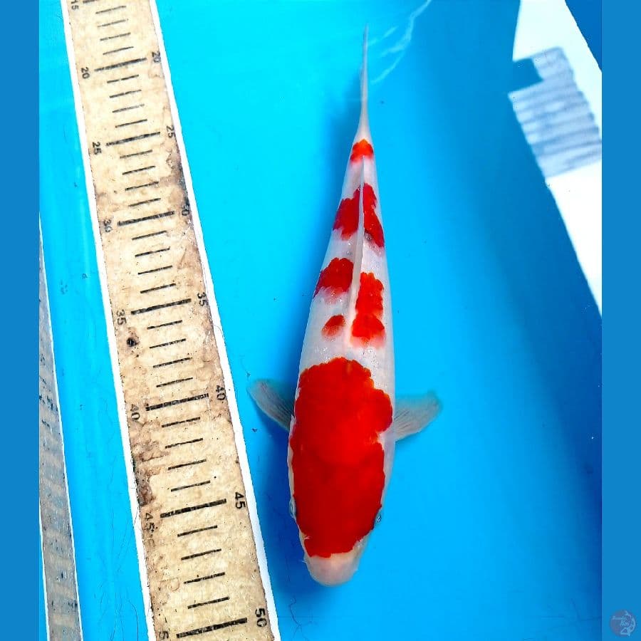 step 4 26cm