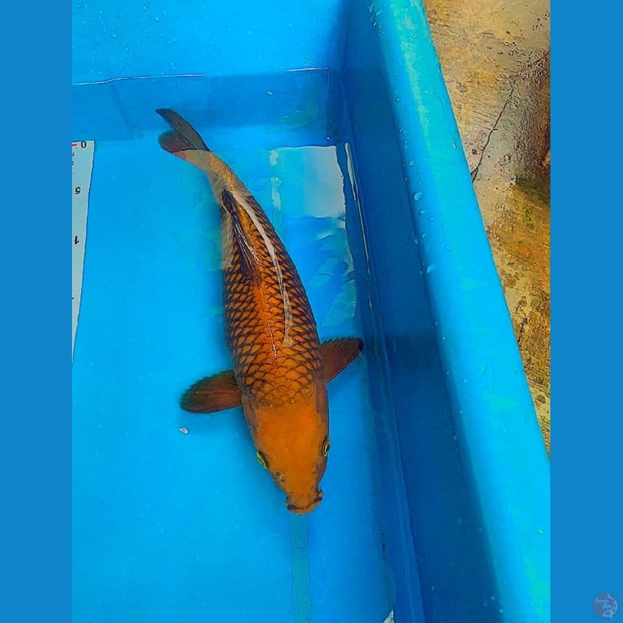 37Cm Chagoi tembaga