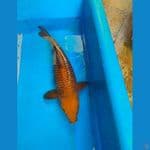 37Cm Chagoi tembaga 