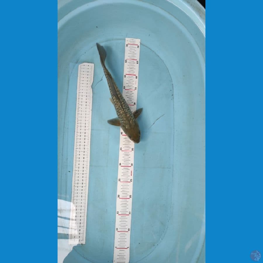soragoi sisik naga jantan 40cm