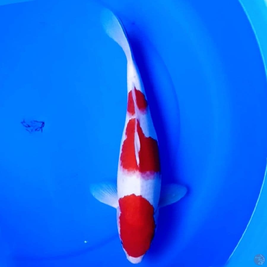 3UCM KOHAKU GEMUK