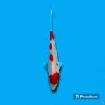 KOHAKU MERAH STRONG 16 CM