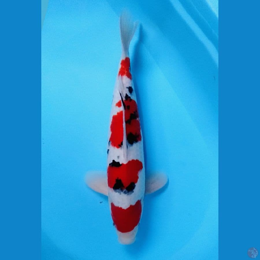 taisho sanke 41cm male original