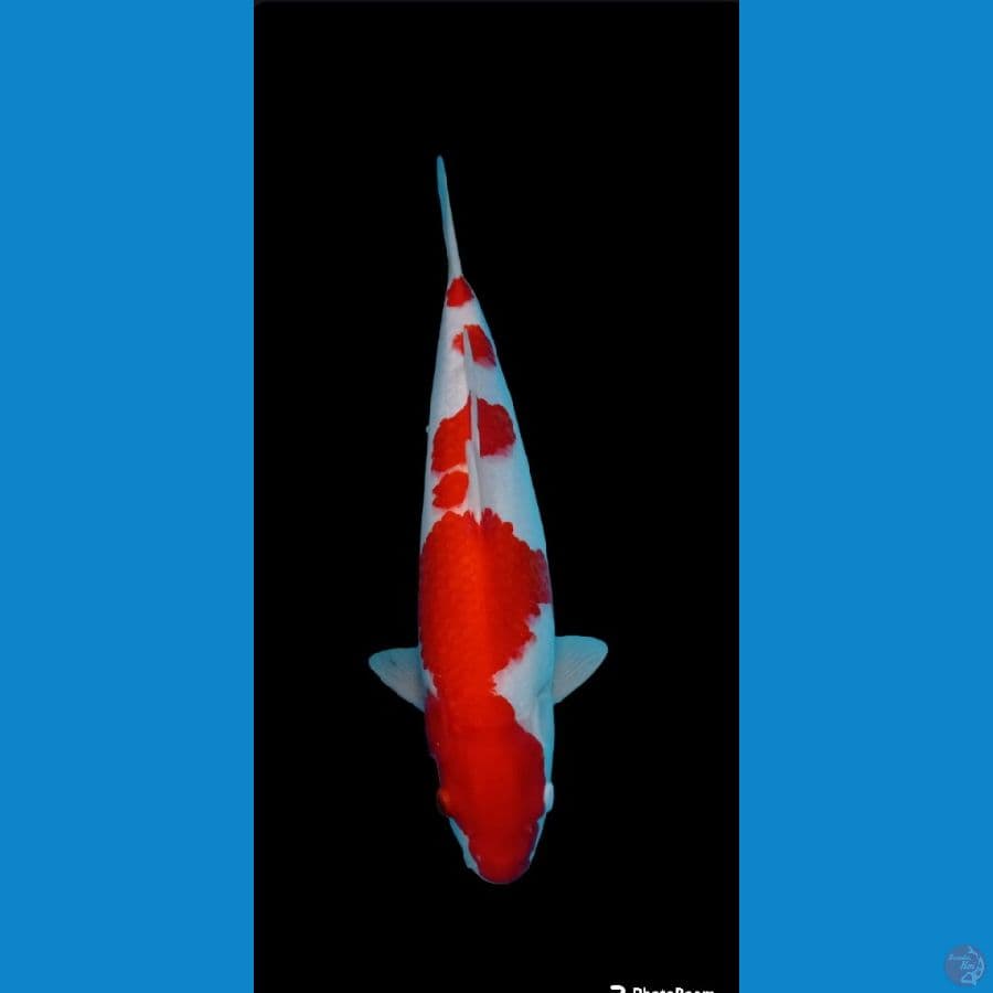 kohaku ori 47 cm spr red