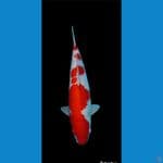 kohaku ori 47 cm spr red