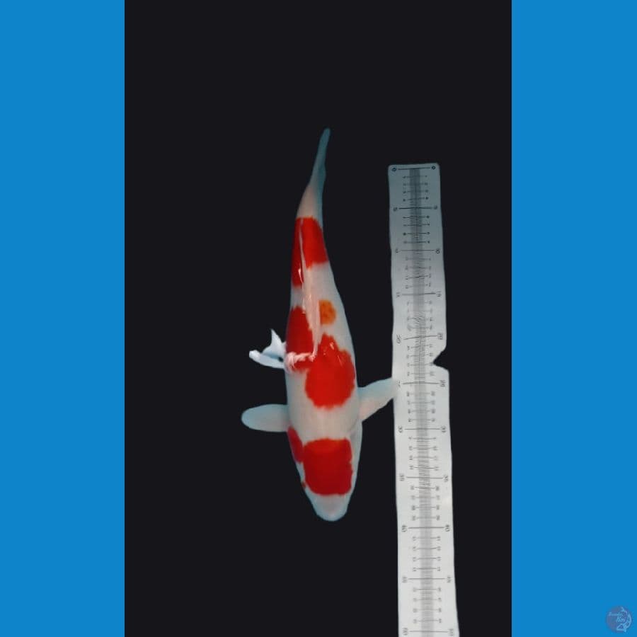 kohaku 45 cm original