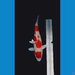 kohaku 45 cm original