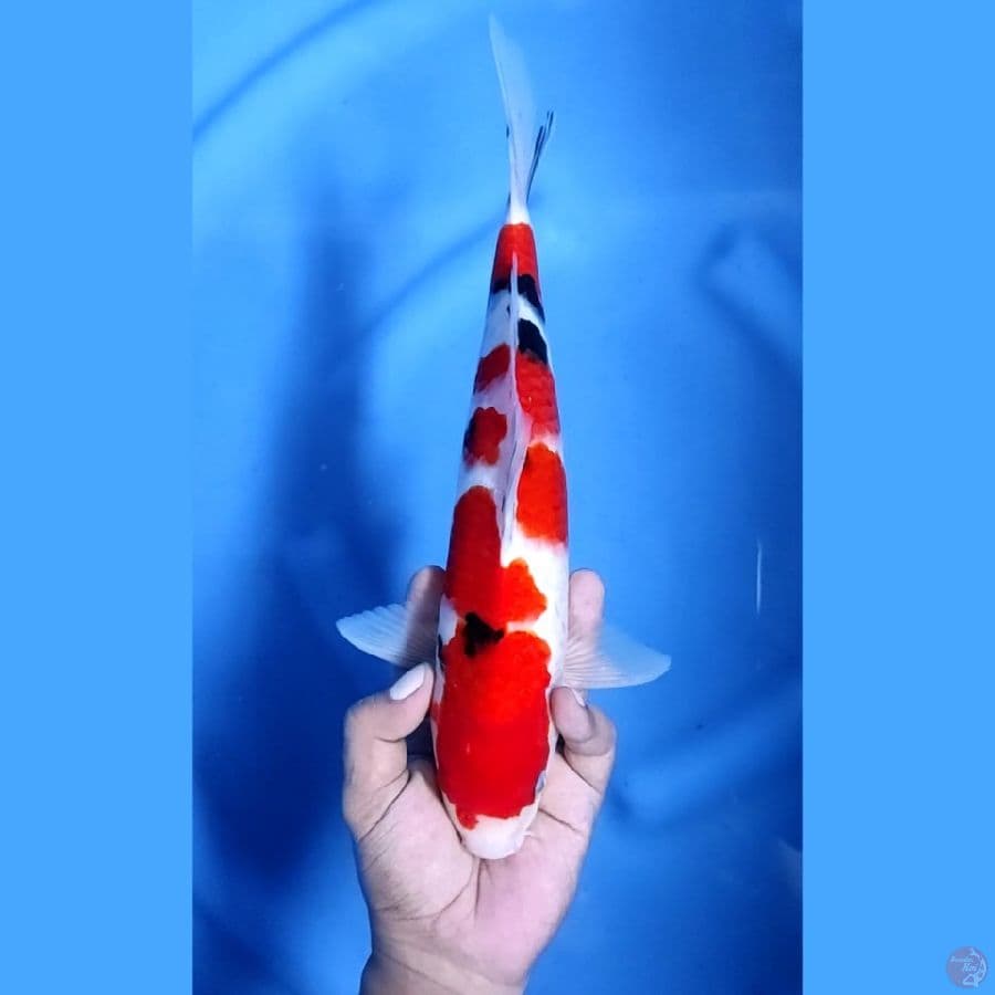 32CM # TAISHO SHANSOKU - M