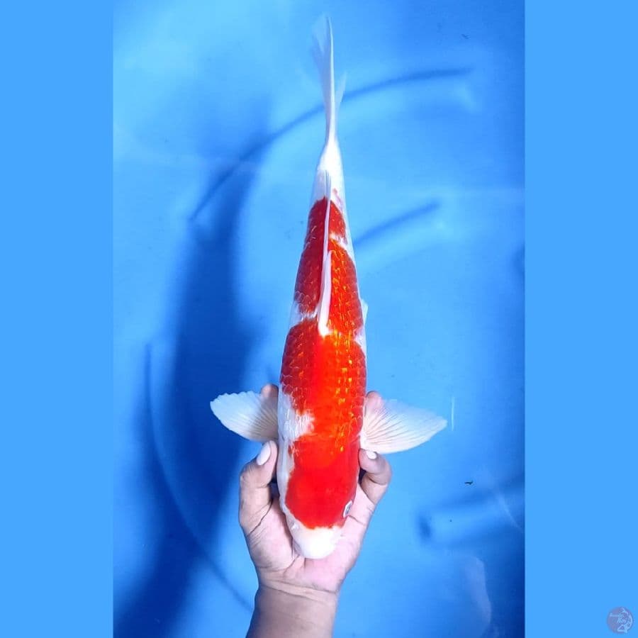 40CM # JUMBO KOHAKU GINRIN - M